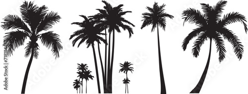 Black palm trees set isolated on white background. Palm silhouettes. Design of palm trees for posters, banners and promotional items. Vector illustration photo