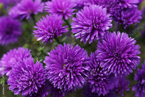 Purple Chrysanthemum. Flower head. Purple autumn Chrysanthemum. Autumn violet flowers. Chrysanthemums in autumn garden. Background for a beautiful greeting card. Valentine s Day. Drop of dew 