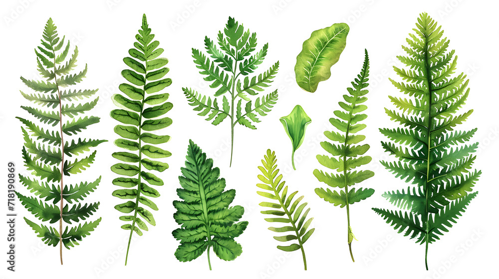 Fern watercolor collection isolat on white background - obrazy, fototapety, plakaty 