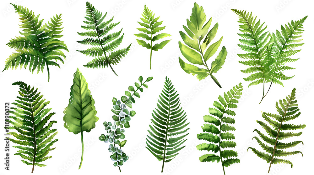 Fern watercolor collection isolat on white background
