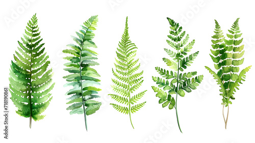Fern watercolor collection isolat on white background © Oksana