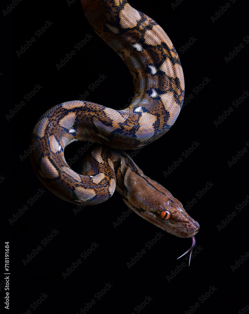 reticulated python reticulated python