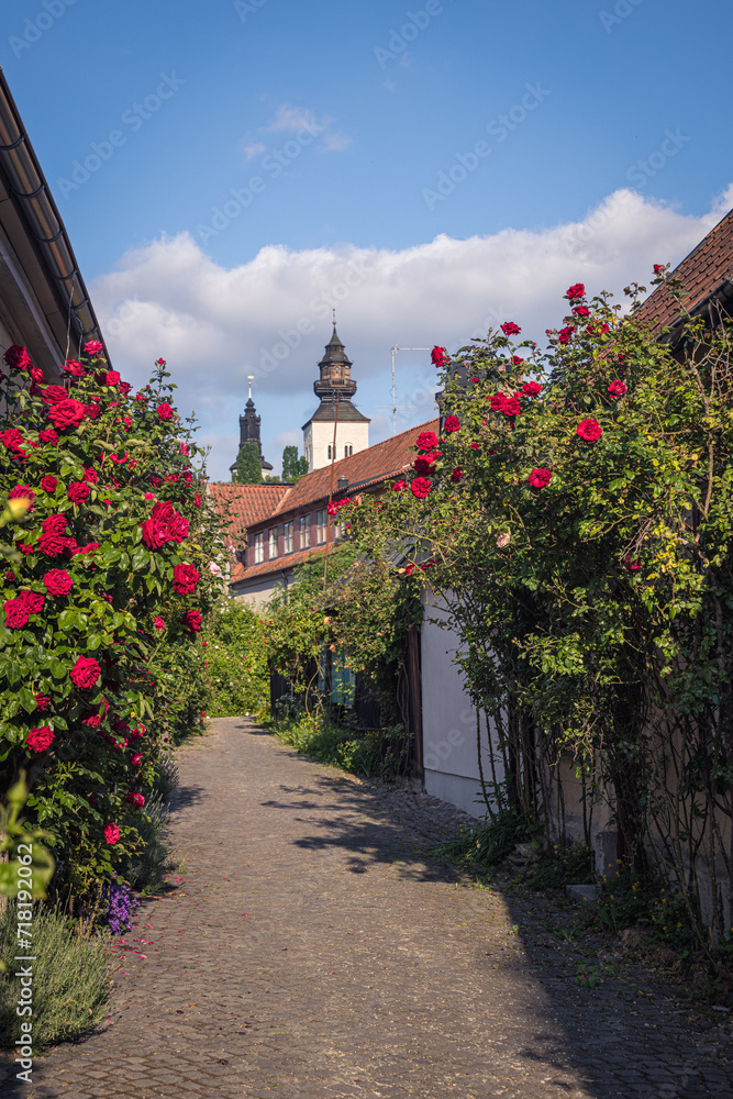 Roses in a pretty street in Visby, Gotland, Sweden