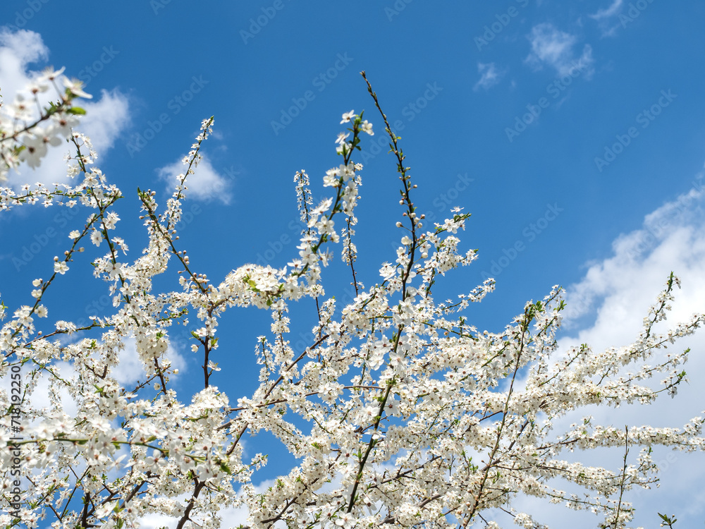 Beautiful blooming tree against the background of a spring, clear sky. Soft morning light. Close-up, no people Beautiful blooming tree against the background of a spring, clear sky. Soft morning light. Close-up, no people