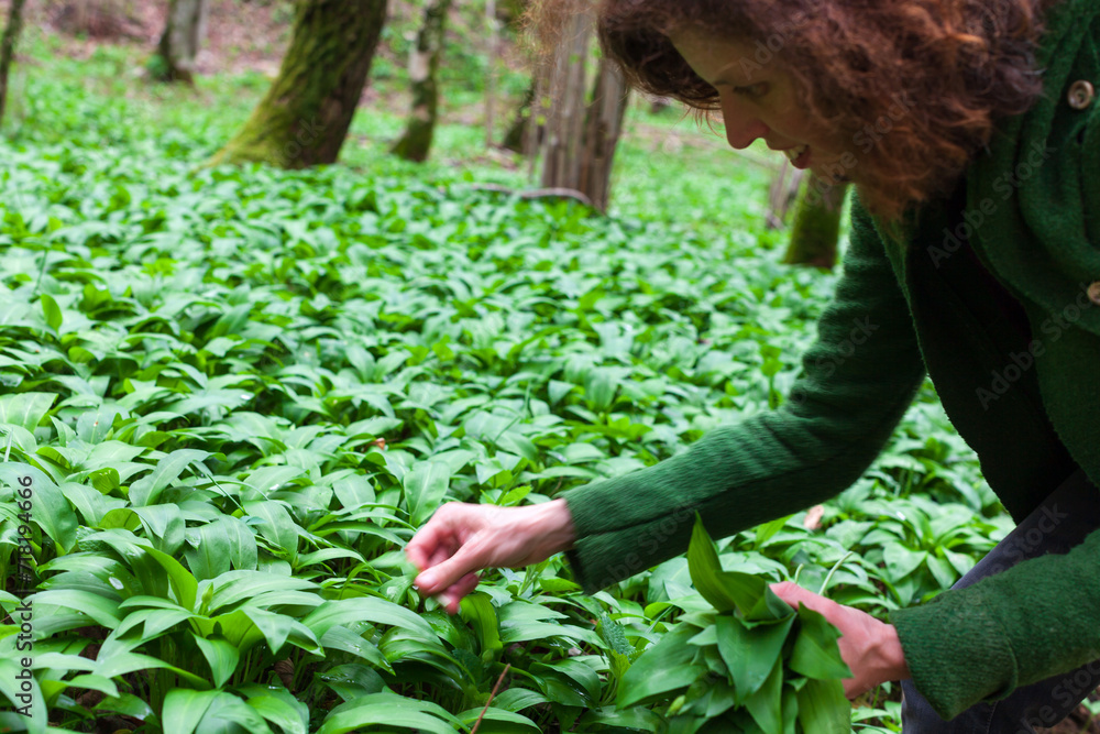 Adult Woman Picking Up Bear garlic Leafs from all Green Forest Ground Adult Woman Picking Up Bear garlic Leafs from all Green Forest Ground