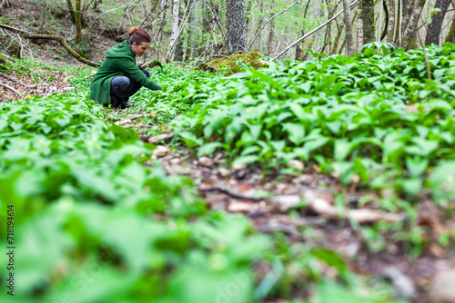 Female Caucasian Herbalist Collecting Allium Ursinum - Ramson Leaves in Forest Wilderness