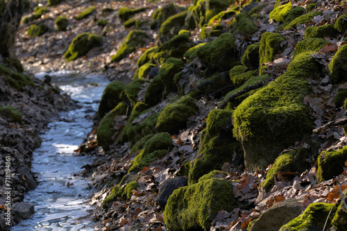 a frozen forest stream surrounded by moss-covered stones and dry leafs © Peter
