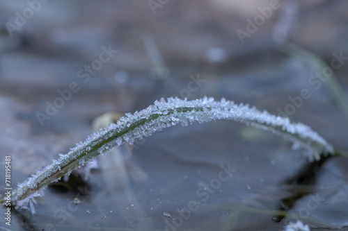 a blade of grass caught in the ice