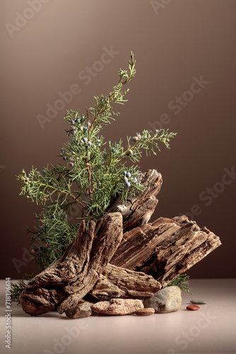 Abstract nature scene with a composition of juniper and dry snags. © Igor Normann