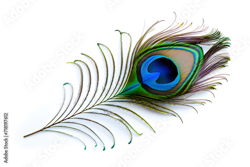 Majestic peacock feather isolated on white background