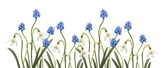 Small blue flowers of muscari  and snowdrops in a spring floral border isolated on white or transparent background