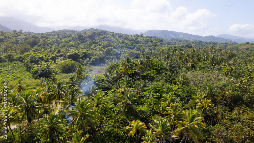 Obraz premium Tropical Rainforest Canopy from Above