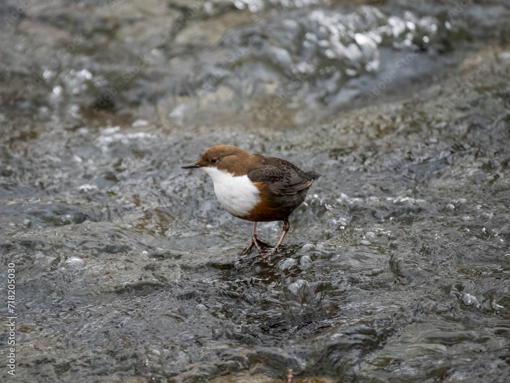 Wasseramsel (Cinclus cinclus) Wasseramsel (Cinclus cinclus)