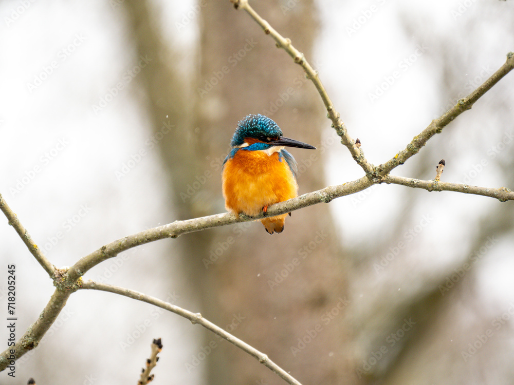 Eisvogel (Alcedo atthis) Eisvogel (Alcedo atthis)