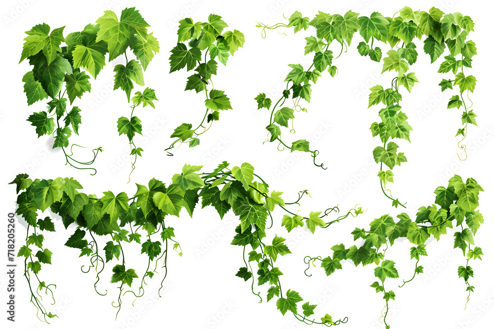 collection of vines isolated on white background collection of vines isolated on white background