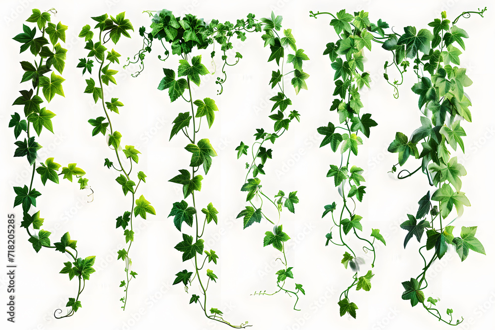 collection of vines isolated on white background collection of vines isolated on white background