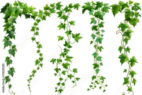 collection of vines isolated on white background