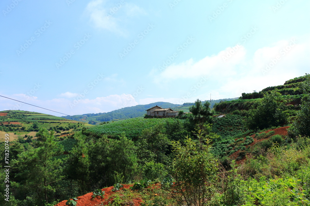 Fototapeta premium Terrace farming with green and orange field
