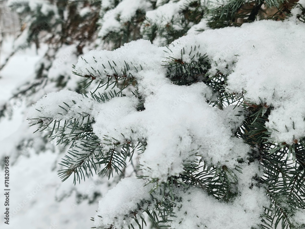 Close-Up of Snow-Covered Pine Needles in a Winter Wonderland Setting