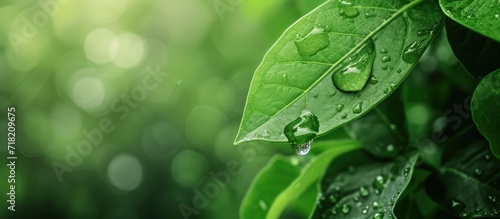 Closeup view of fresh green leaf with water drops in there on natural background. Generate AI image