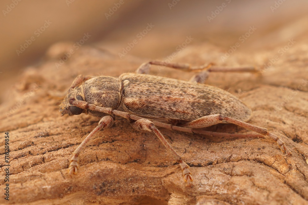 Closeup shot of a French plant parasite brown longhorn beetle, Tricheferus griseus