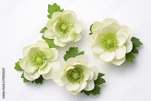  a group of white flowers with green leaves on a white background, top view, flat lay, flat lay, flat lay, flat lay, flat lay, flat lay, flat lay, flat lay, flat lay, flat lay,.