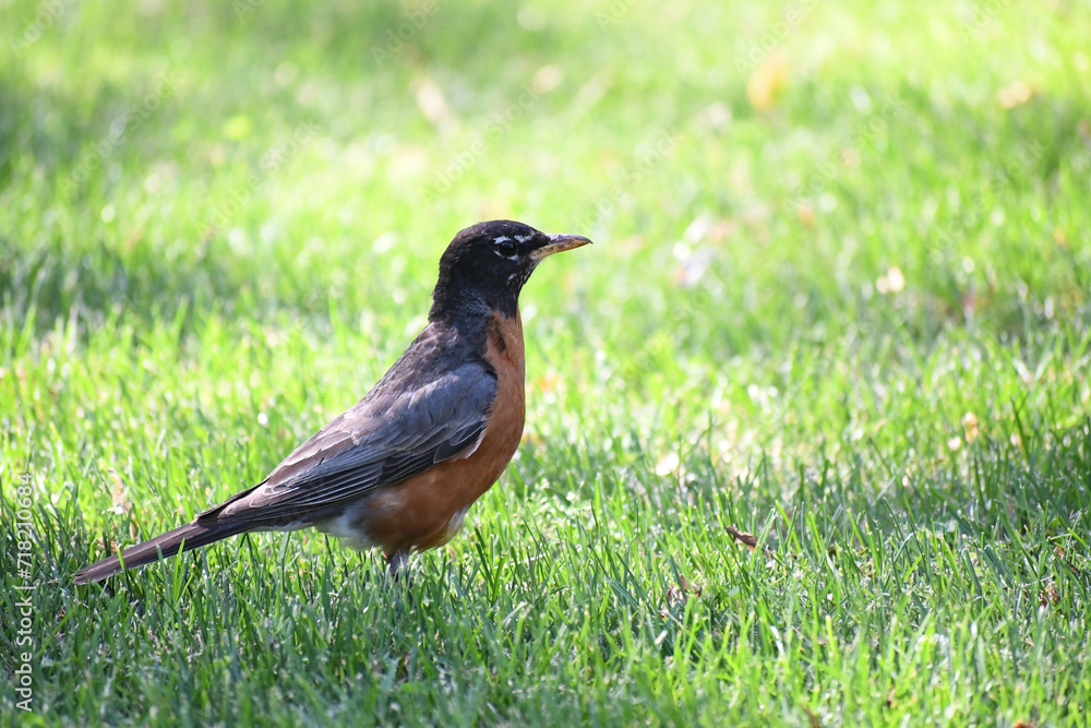 bird on the grass bird on the grass