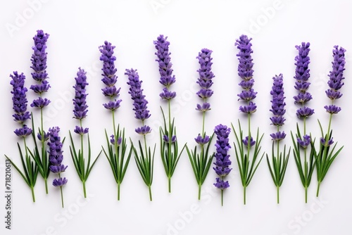 a row of lavender flowers on a white background with green stems and purple flowers in the middle of the row on the right side of the row of the row.