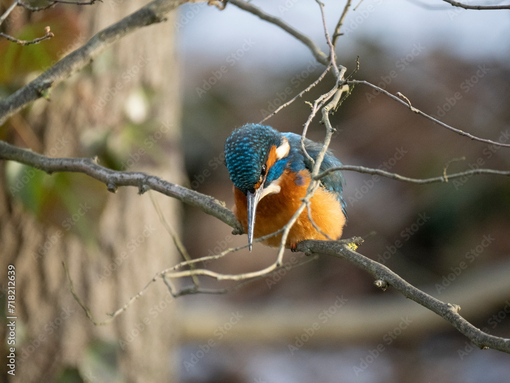 Eisvogel (Alcedo atthis) Eisvogel (Alcedo atthis)