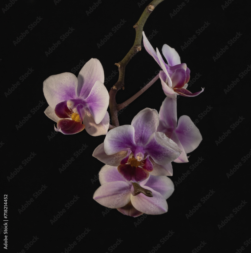 orchid on black orchid on black