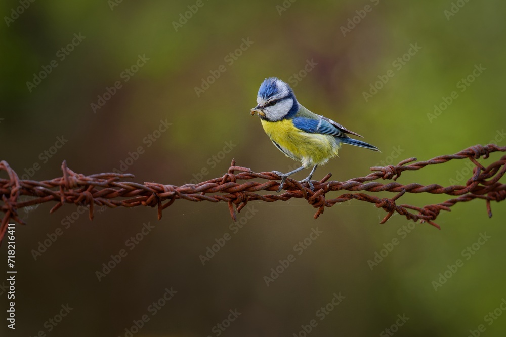 bluetit