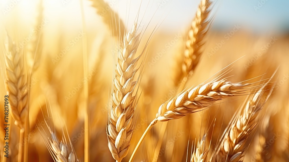 Close up of wheat ears in sunny field of wheat in a summer or autumn day. Harvesting period Close up of wheat ears in sunny field of wheat in a summer or autumn day. Harvesting period
