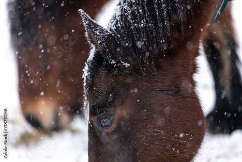 Pferd im Schneegestöber