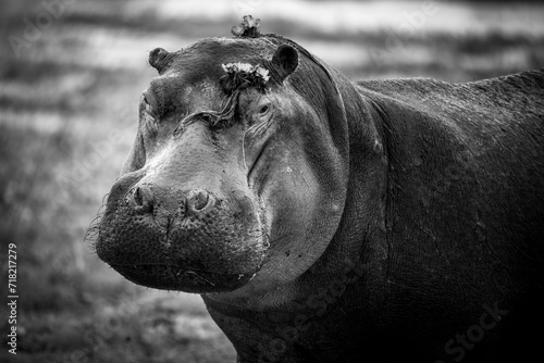 Black and white portrait of a hippo in Kenya photo
