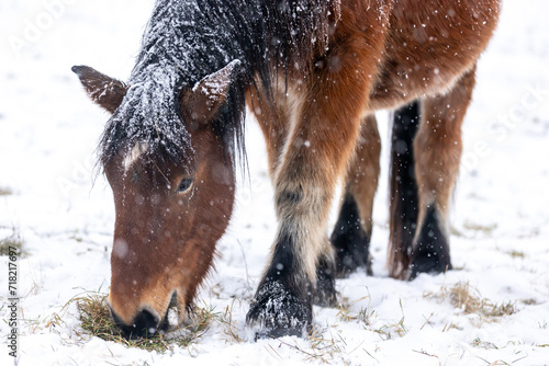 Pferd im Schneegestöber photo