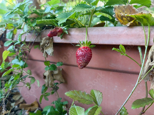 Closeup shot of a dying strawberry plant in a pot outside
