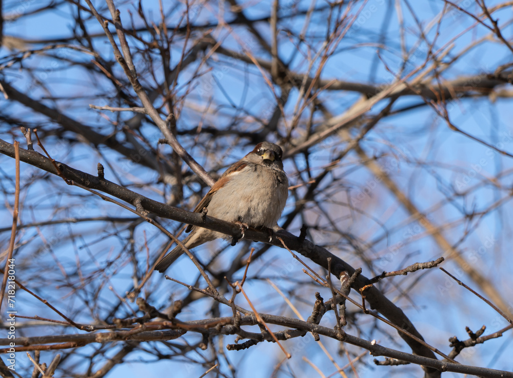 bird on a branch bird on a branch