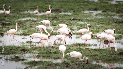 Lesser flamingo's on the lake, Kenya