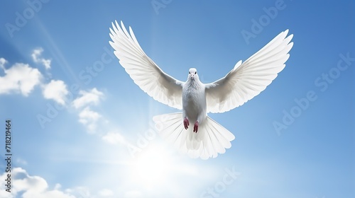 White dove flying .Dove in the air with wings wide open in the bright blue sky © studio_