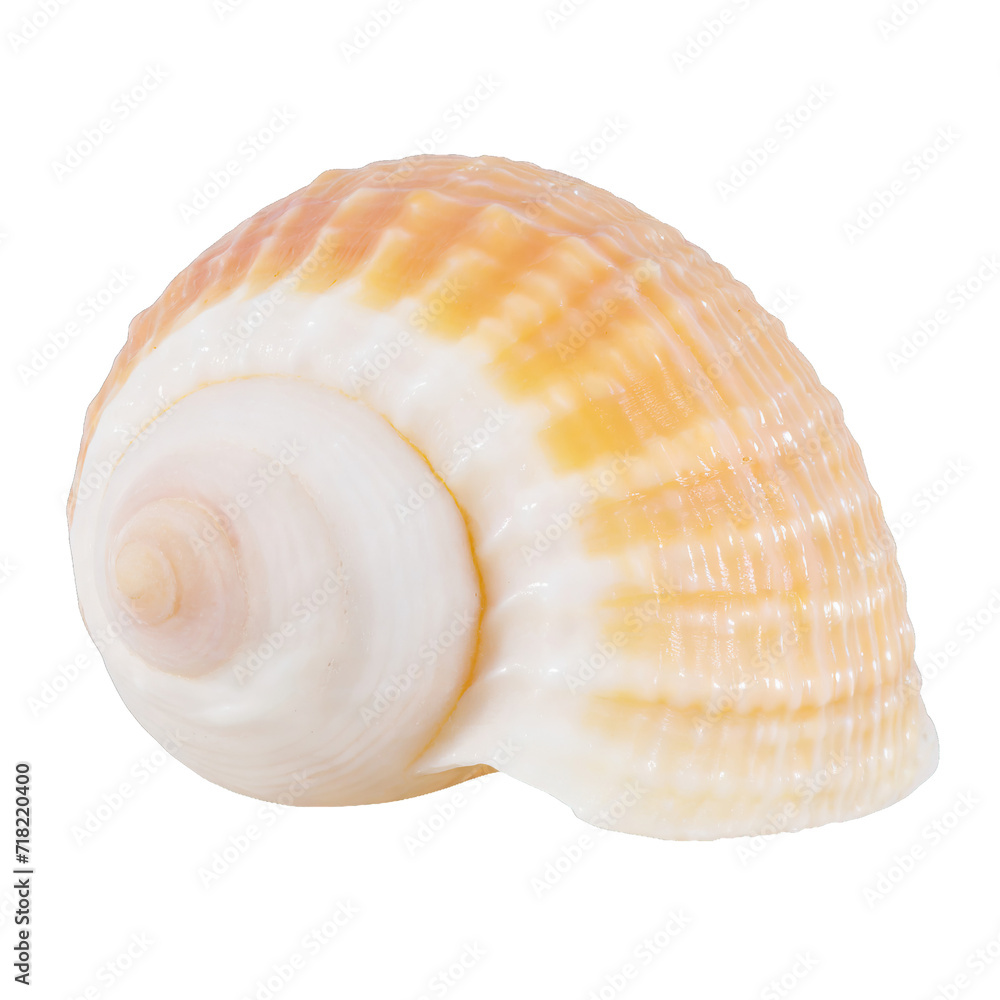 Seashell - isolated Seashell - isolated