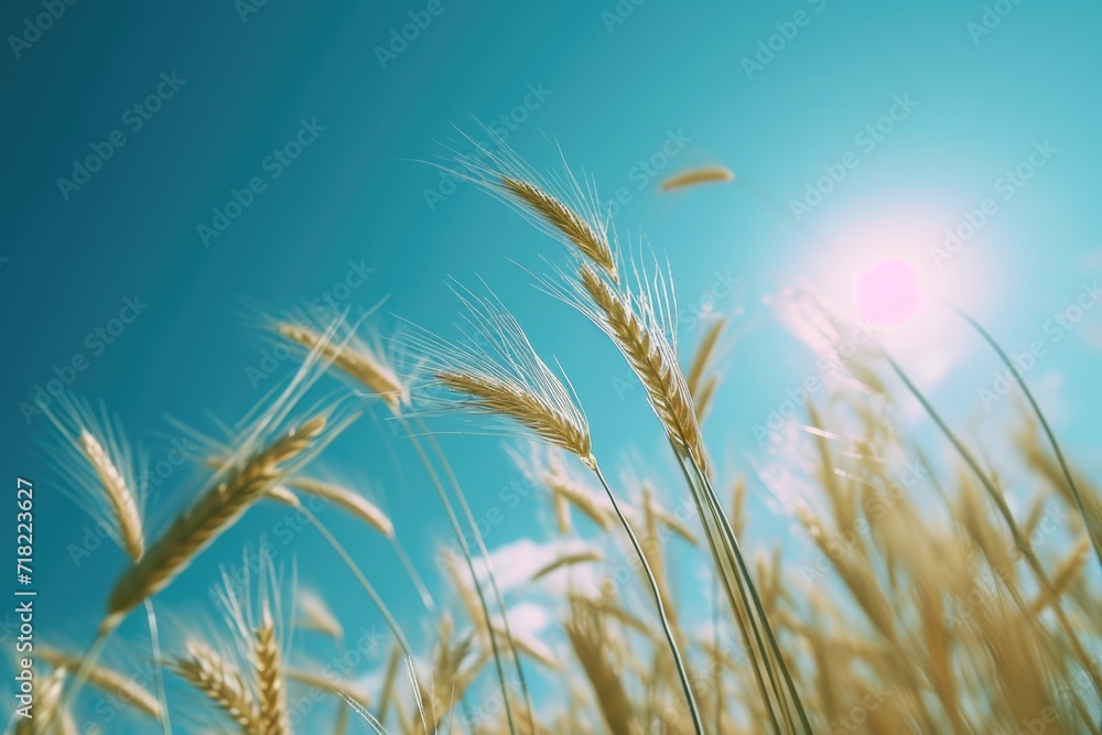 A stunning view of a wheat field illuminated by the sun. Perfect for agriculture and nature-related designs