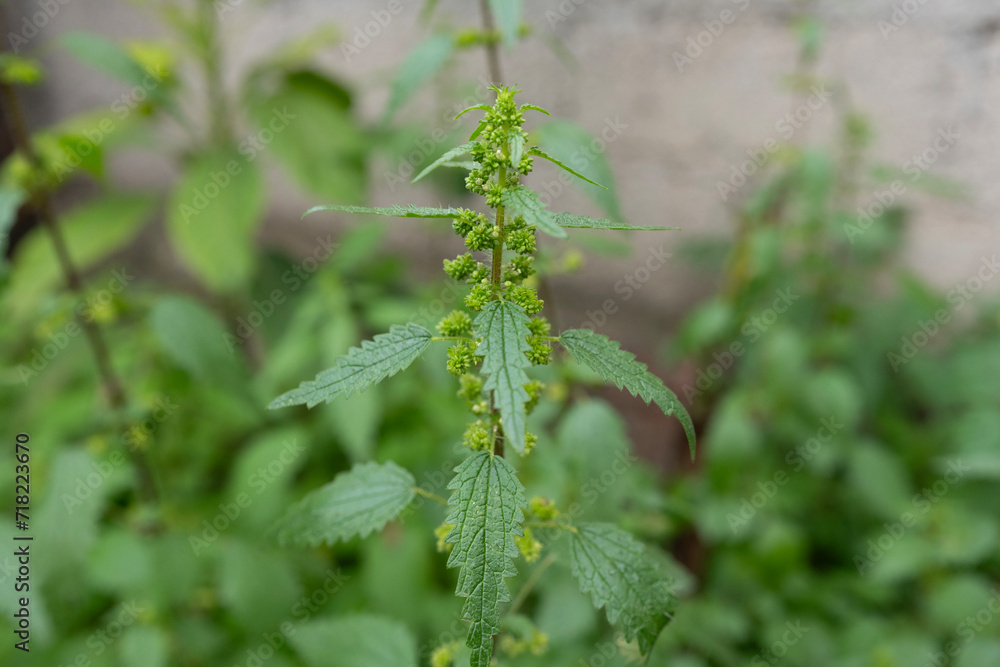 Ortiga, planta fresca medicinal Ortiga, planta fresca medicinal