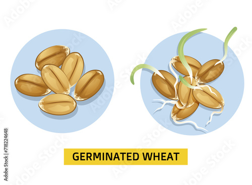 Germinated wheat. Sprouted young wheat. Before, after. Vector illustration. 