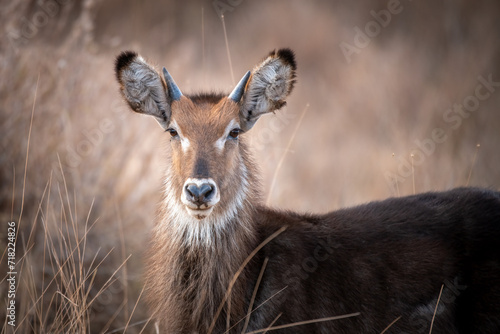 Portrait of a waterbuck in Kenya © Herlinde