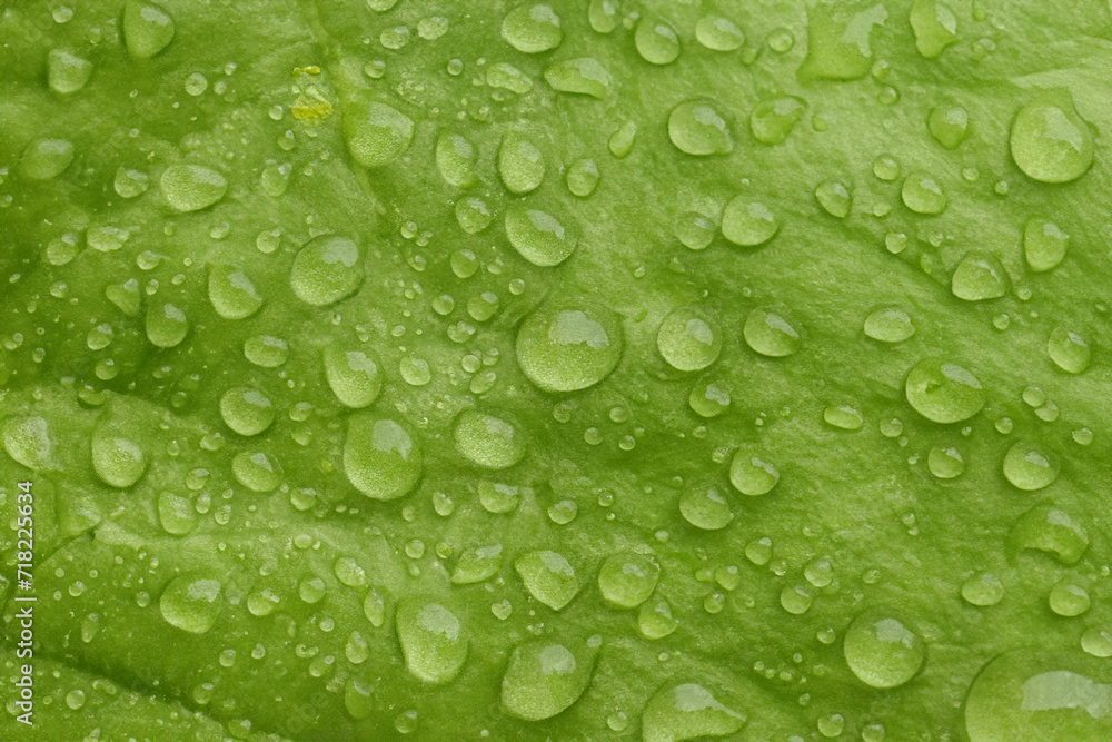 Green leaf macro in drops of water. Green  lettuce leaf with large drops after the rain. green leaf texture close up. Nature green bright background
