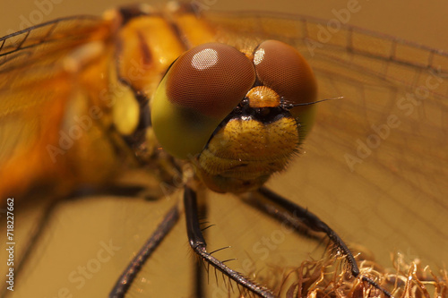 Closeup on a Ruddy darter dragonfly, Sympetrum sanguineum against a green blurred background © Henk