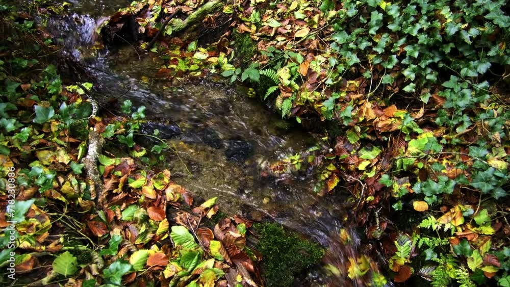 Water streams through a leaf-covered ground. Slow motion. zoom in Water streams through a leaf-covered ground. Slow motion. zoom in
