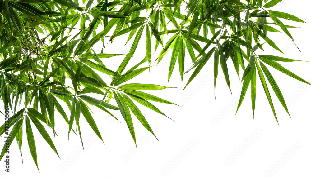 Obraz premium Bambus blätter isoliert auf weißen Hintergrund, Freisteller
