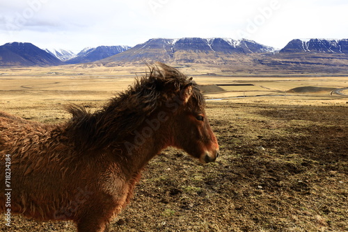 View on a horse in a valley in the Northeastern Region of Iceland