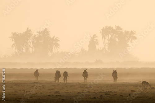 silhouette of zebras in a dusty sunset scene in Amboseli NP